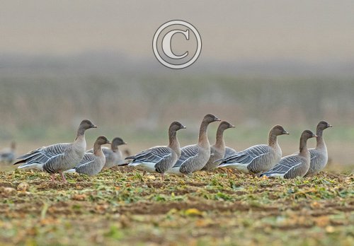 Pink-footed Geese DM1697